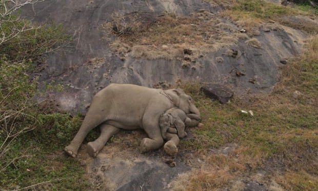 Elephant calf separated from herd in India is reunited with mother