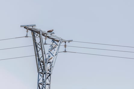 A buzzard on an electricity pylon.