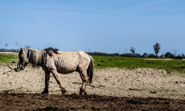 Dutch rewilding experiment sparks backlash as thousands of animals starve 5956