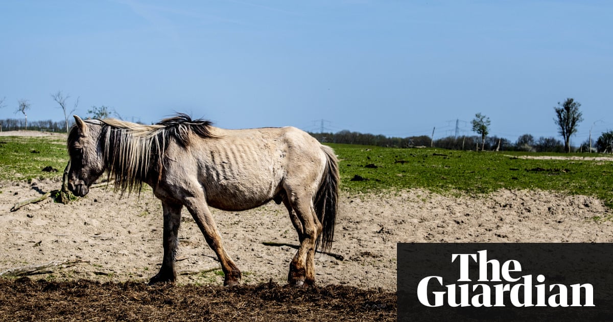 Dutch rewilding experiment backfires as thousands of animals starve | Environment | The Guardian