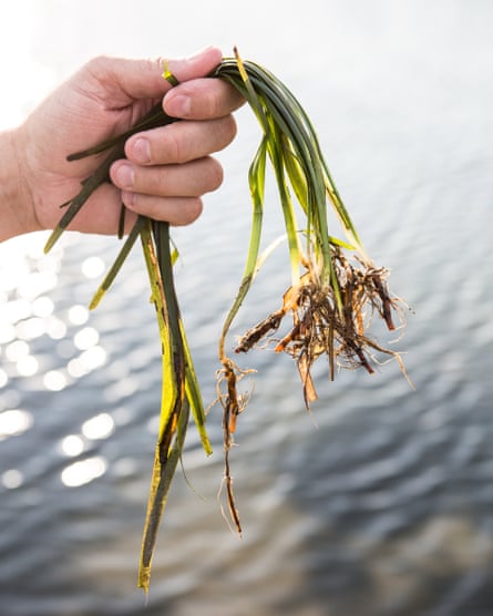 a hand holds strands of eelgrass with the sea in the background