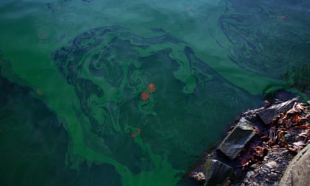 Blue-green algae on the shores of Lake Windermere. More than 140m litres of waste were pumped into Lake Windermere between 2021 and 2023, according to a BBC report.