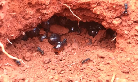 Australian honeypot ants in a ant nest’s chamber