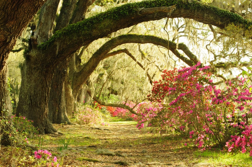 Live Oak trees arch over an avenue of azaleas in Magnolia Gardens, Charleston.