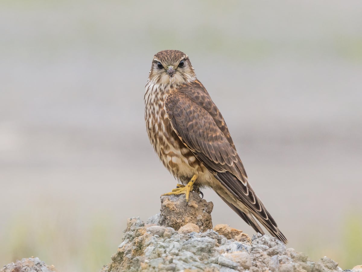 Female Merlin Falcon Flying