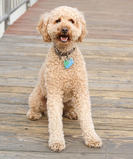 A labradoodle – a labrador and poodle crossbreed that is said to be better for allergy sufferers