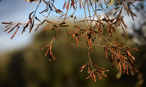 a dried branch of olive tree infected by the bacteria “Xylella Fastidiosa” in Caprarica near Lecce in the Puglia region.