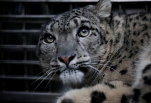 Um leopardo da neve observa dentro de uma jaula, depois de ser capturado nas planícies do sul do Nepal e levado ao zoológico central. O leopardo da neve ferido foi descoberto escondido na floresta de bambu. Os leopardos das neves são normalmente encontrados em altitudes de 2.500 m acima do nível do mar e este foi avistado na planície de Tarai, a 150 m, levantando preocupações sobre o motivo de estar fora de seu território normal. Espera-se que o leopardo possa ser devolvido à natureza depois de se recuperar
