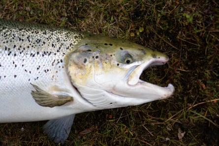 Farmed salmon in Blanda river. Blönduós, north Iceland.