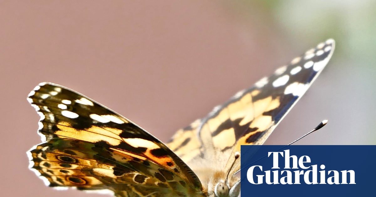 Get set for a painted lady summer: big year for orange butterflies in Britain Get set for a painted lady summer: big year for orange butterflies in Britain