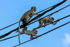 Monkeys play on overhead electric power cables in a street in the north-central town of Anuradhapura, India