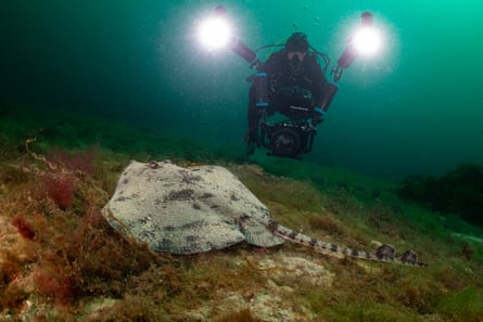 A diver with lights films a fish