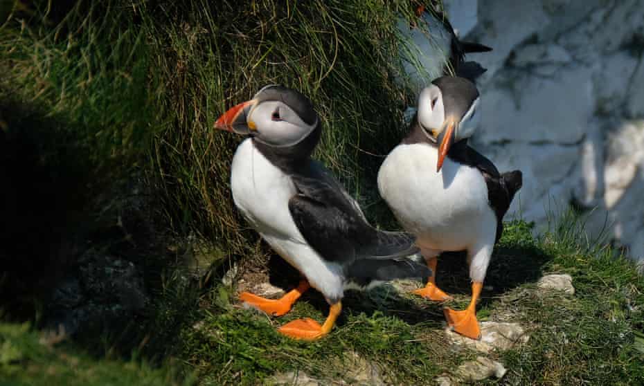Puffins on a cliff.