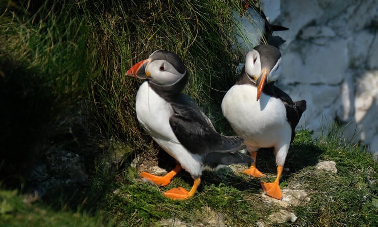 Rare UK seabirds put at risk by ‘alarming loophole’, say campaigners