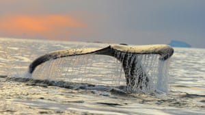 The fluke of a humpback whale emerges as it begins a foraging dive, Anvers Island