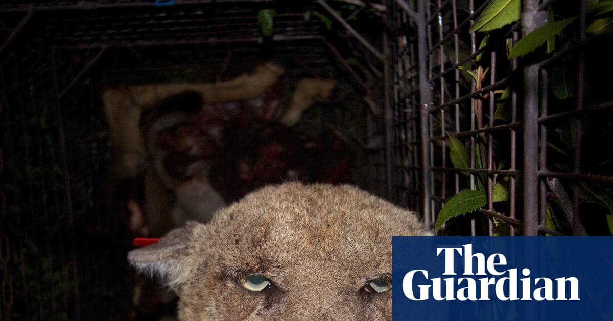 California pesticide agency could loosen restrictions on most toxic rat poisons