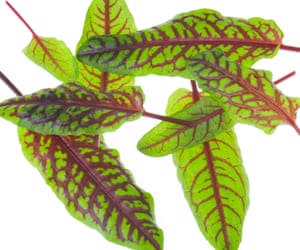 La cocina de realizar múltiples tareas simultáneamente: la hoja de cultivos que son verduras y hierbas 2 Green sorrel leaves with red stems