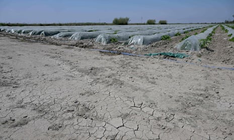 A soil cracked by drought next to an irrigated field in Saint-Gilles, southern France.