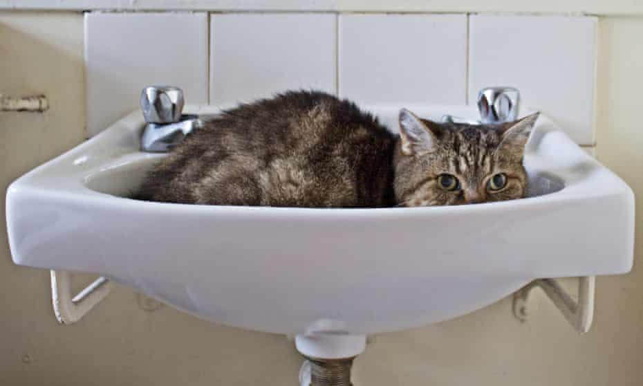 Ig Nobel laureate Marc-Antoine Fardin’s study argues that that cats can be regarded as simultaneously solid and liquid due to their ability to adopt the shape of their container.