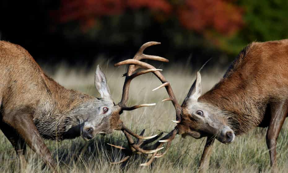 Conservationists and game chefs fear too few deer are being culled to keep herds sustainable.