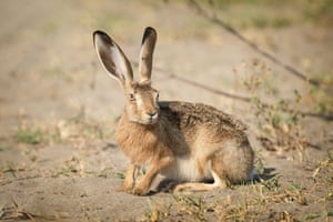 Uma lebre marrom europeia (Lepus europaeus), procura comida em um campo em Bursa, Turquia