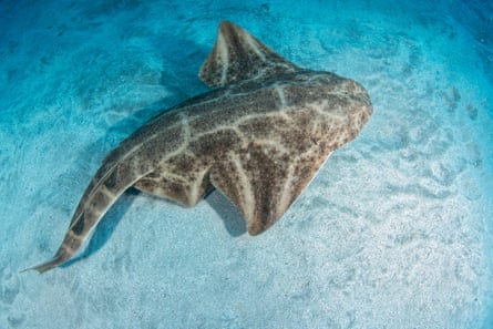 Angel shark.