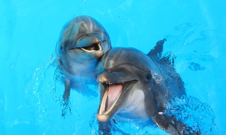 Can artificial intelligence really help us talk to the animals? | Language | The Guardian