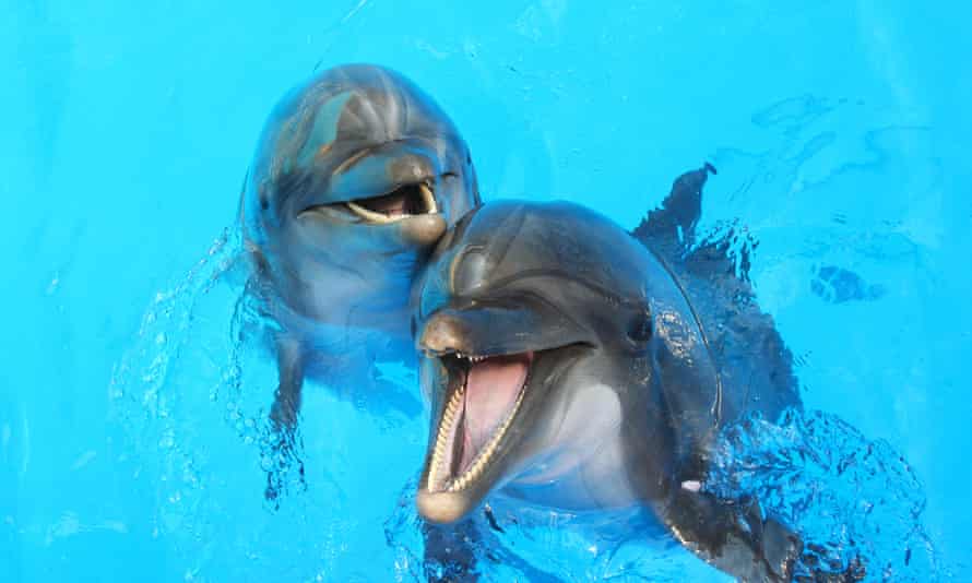 Dolphins