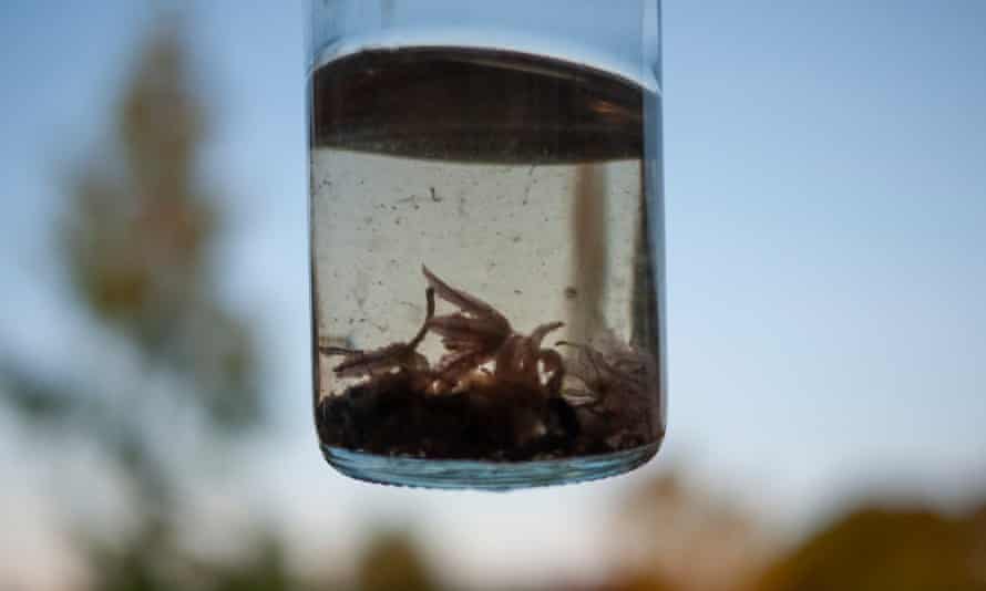 pix Cute Tadpole Real country diary if they re not tadpoles