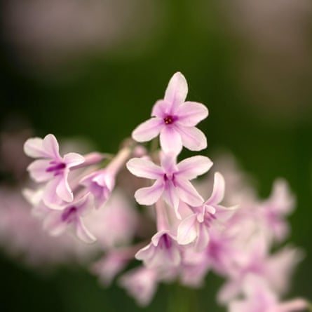 Closeup of flowers of Tulbaghia ‘Purple Eye’ in summer.