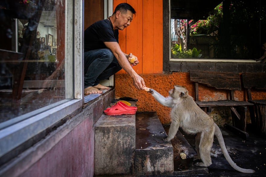 Manus Wimuktipan, secretary of the Lopburi Monkey Foundation, feeds monkeys in his family’s home