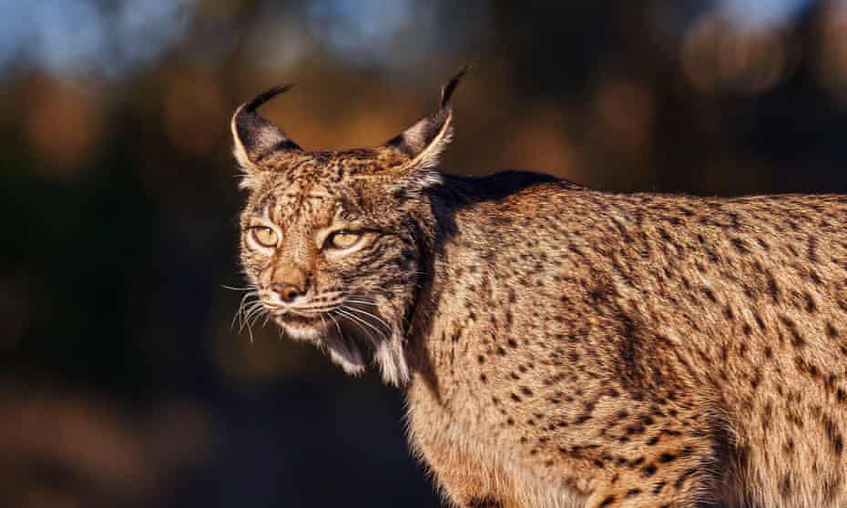 An Iberian lynx walks in southwestern Spain.