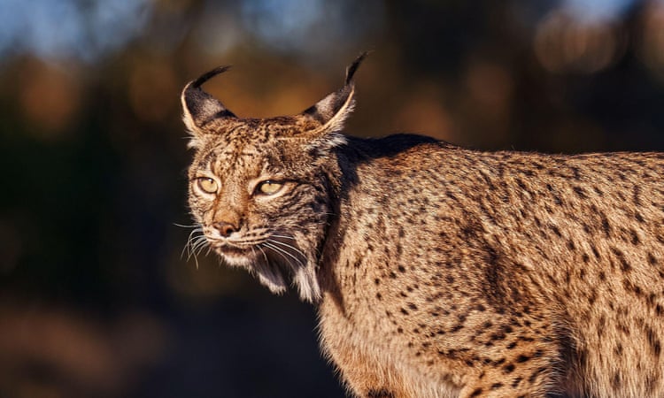 Life at 30: the EU project that has saved species from lynx to flying squirrels