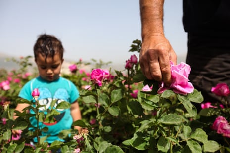 Ahmad stands near his father Salem al-Zarda as he picks roses at his rose planation in the Bekaa valley, Lebanon.