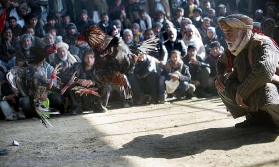 Games people play: Afghan men watch a cock-fighting tournament in Kabul.