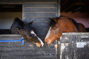 Two horses crane their necks out of their stable doors to almost touch noses