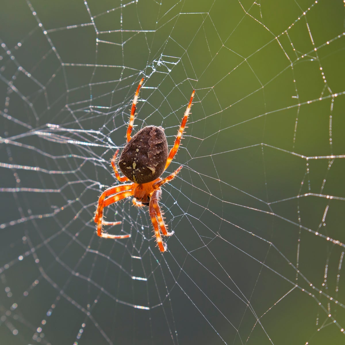 Legs be having you! How to create a spider-friendly garden ...