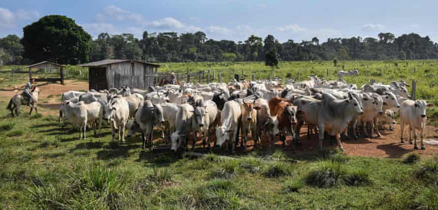 Cattle is herded at a farm in Ruropolis, Para State, Brazil, in the Amazon rainforest.