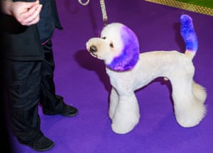 White dog with dyed purple ears and tail at Crufts dog show 2019