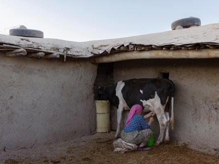 A woman sits to milk a cow by hand in a small yard next to an outhouse.