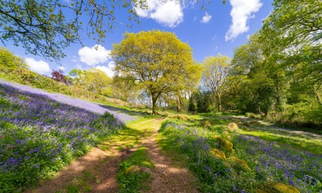 Woodland in Dartmoor National Park. 