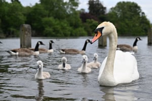 A swan, cygnets and geese on water