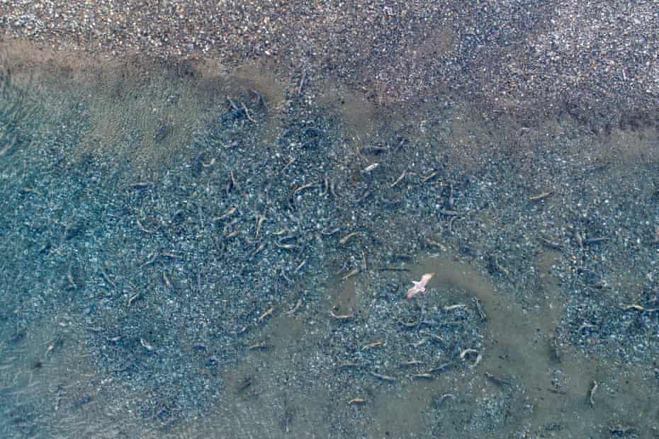 A seagull flies above hundreds of spawning chum salmon on a slough of the Chilkat River, just below the Tlingit village of Klukwan.