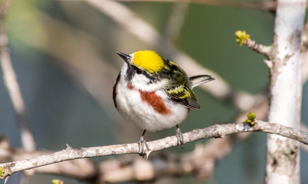 A chestnut-sided warbler perched on a branch during spring migration.