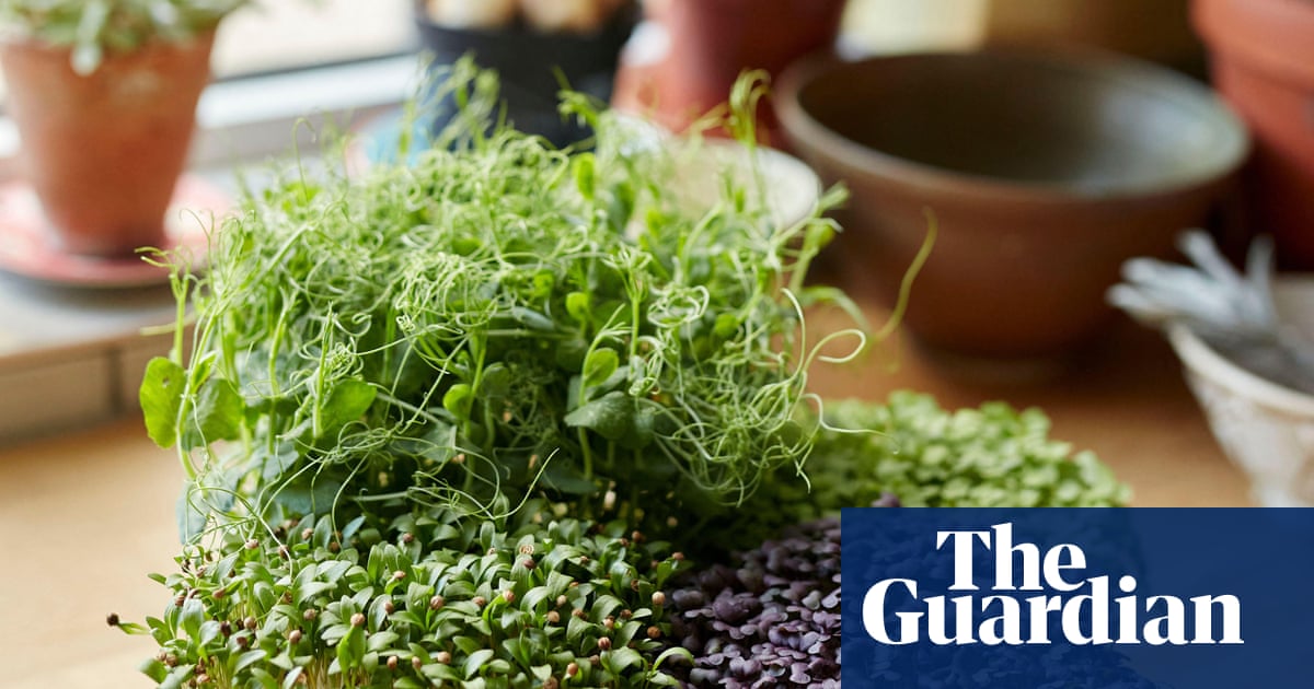 Want to keep growing through winter? Try microgreens, indoor miracles bursting with flavour