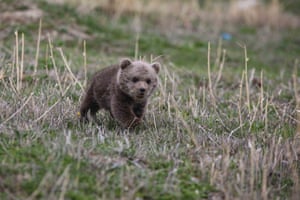 A baby bear known as Hakvan is seen at a rehabilition centre in Van, Turkey. The baby bear, separated from its mother and brought to Van for treatment, is fed every three hours and is constantly kept under the supervision of veterinarians