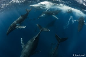 Male humpback whales