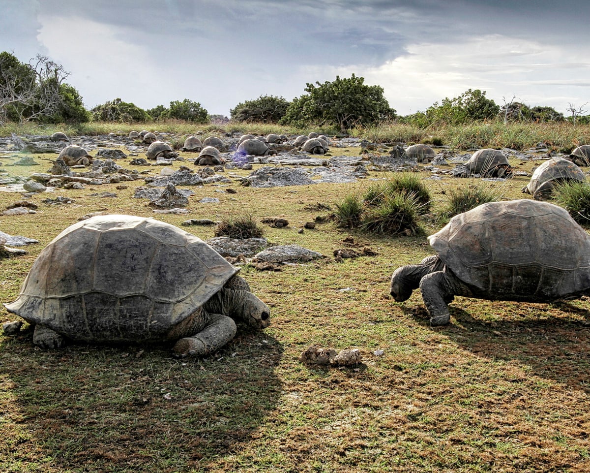 180 000 tortues géantes d'Aldabra recensées sur l'atoll