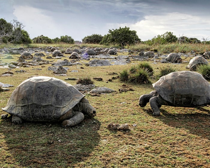 Scientists discover 180,000 giant tortoises on one Seychelles island