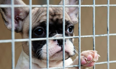 French bulldogs are the most popular breed smuggled into the UK from Central and Eastern Europe. Mabel is one of the many French bulldogs rescued from the boot of a car or the back of a van, destined to be sold online.